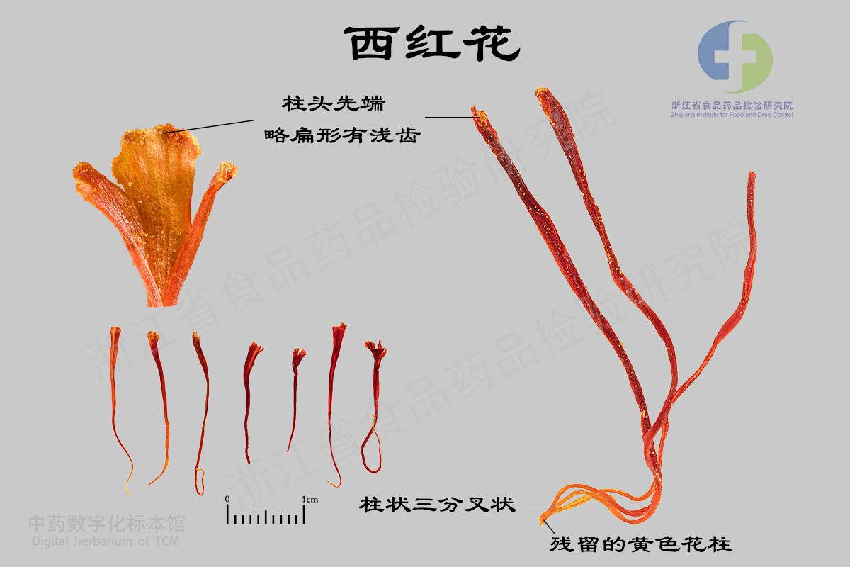 西红花 标本影像
